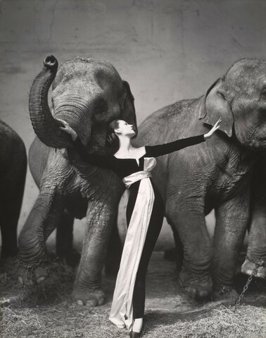 Dovima et les éléphants par Richard Avedon