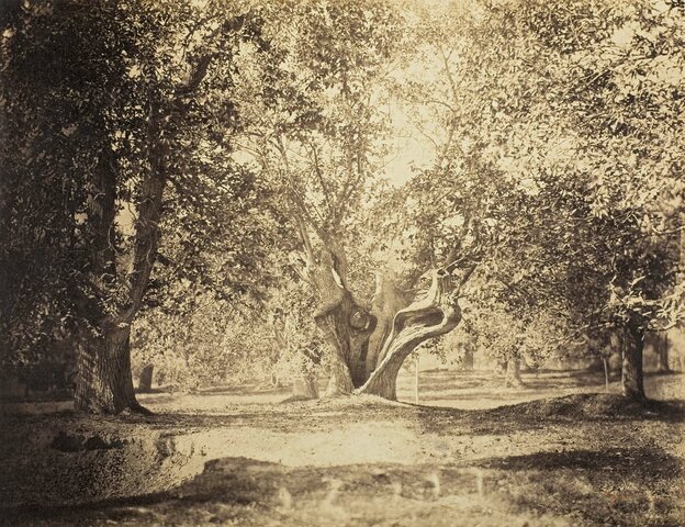 Barbizon par Gustave le Gray