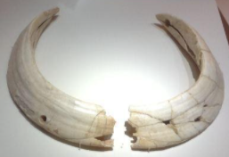 Basurde baten letaginak