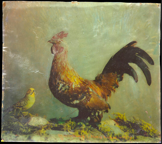 Nature morte au coq par Louis Ducos du Hauron