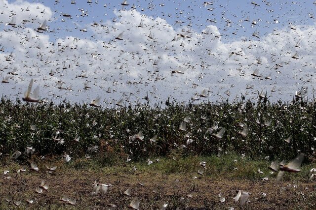 Grasshopper Commission