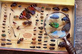 Entomology