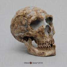Homo neanderthalensis