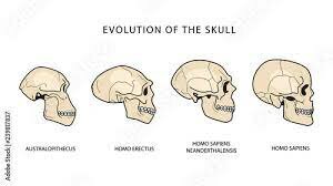 Homo erectus - Java & China
