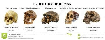 Australopithecus africanus - South Africa