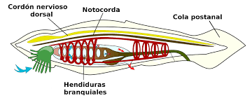 ORGANIZACIÓN NEURONAL: Cordones Nerviosos