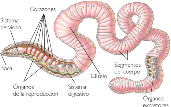 ORGANIZACIÓN NEURONAL: Ganglios Segmentarios