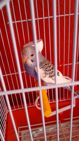 Dia en que adoptarem al meu periquito