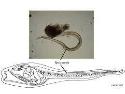¿Cuándo ocurrió por primera vez la agrupación de neuronas?