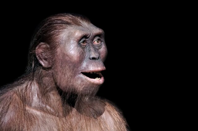 AUSTRALOPITHECUS AFARENSIS