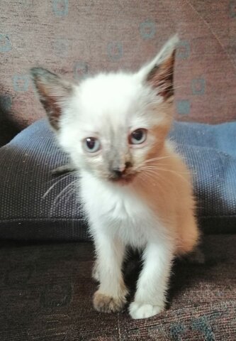 Adoptem a Coco, la meua gateta