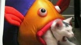 Timeline: El desarrollo estabilizador