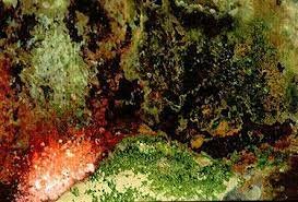 Crecimiento autotrófico de los quimiolitótrofos