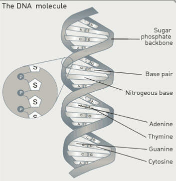 Secuencia completa de un genoma bacteriano