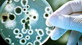 Timeline: Acontecimientos que apoyaron a la biodiversidad microbiana