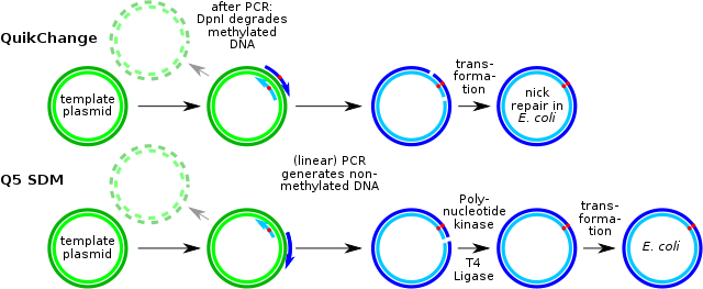 Primer organismo genéticamente modificado