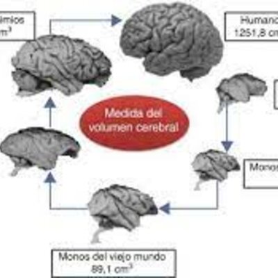 Timeline: Evolución del Cerebro
