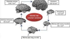 Timeline: Evolución del Cerebro