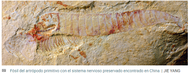 Aproximadamente 520 millones de años