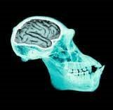 5-8 millones de años.  Hominidos primitivos