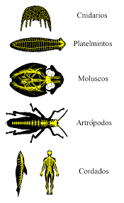 Organizaciones Nerviosas