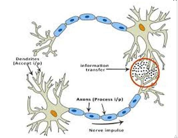 Primera Agrupación neuronal