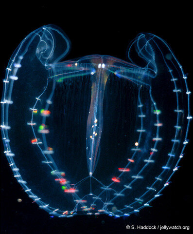 Primeras redes nerviosas aproximadamente 700 millones de años