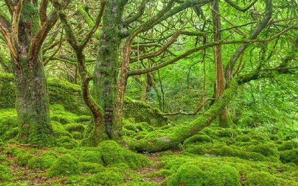 Celebran el día del Árbol en Argentina.