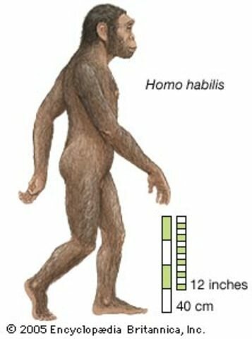 Homo habilis 2.5 millones de años