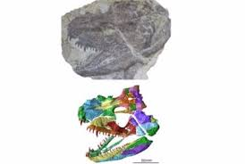 Desarrollo del cráneo y conexiones neuronales