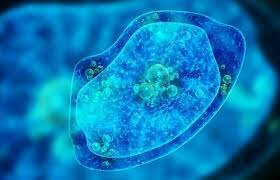 Primera formación craneal