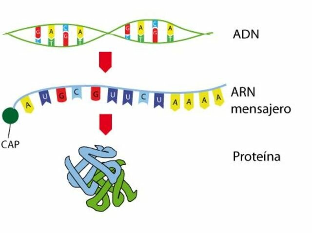 El ARN mensajero y los ribosomas como el sitio de síntesis de las proteínas