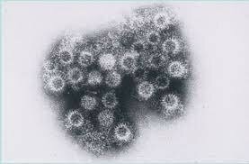 Anticuerpos monoclonales