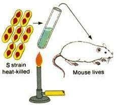 Descubrimiento de la transformación en neumococos