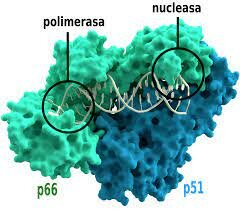 Descubrimiento de los retrovirus/transcriptasa reversa.