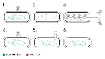 Transducción bacteriana