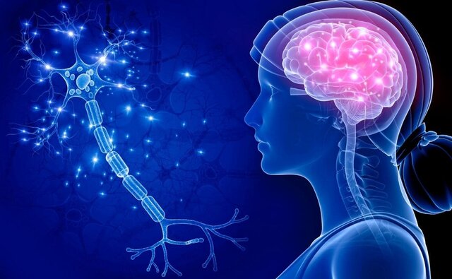 Origen del Sistema Nervioso