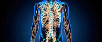 Sistema Nervioso Periferico