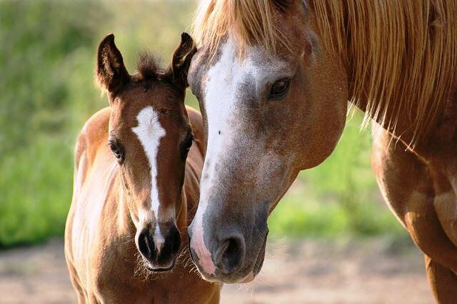 Llegada de animales.