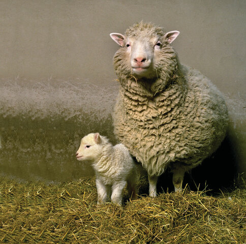A sheep named Dolly is cloned