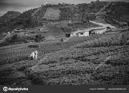 P1. Régimen agrario (1850-1950)