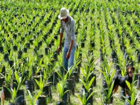 P11.Ley de justicia y paz (ley 975 de 2005)