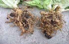 Nemátodos en raíces