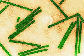 Virus del mosaico del tabaco