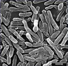Microorganismos resistentes a antibióticos y fungicidas