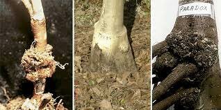 Enfermedad agalla de la corona