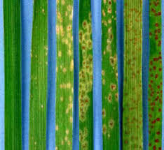 Resistencia a enfermedades