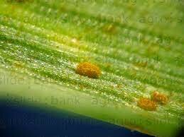 Relación gen por gen