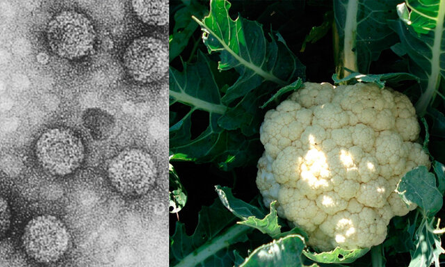 Virus del mosaico de la colifor