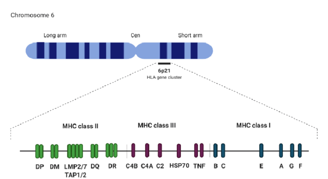 Major histocompatibility complex genes